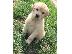 PoulaTo: Όμορφα Golden Retriever κουτάβια